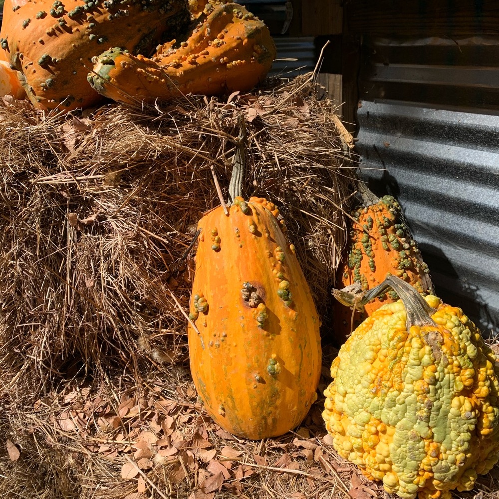HAPPY FALL YALL🍁